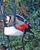 Female Great Spotted Woodpecker